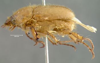 Media type: image;   Entomology 3711 Aspect: habitus lateral view